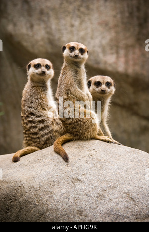 Trois suricates à la Banque D'Images