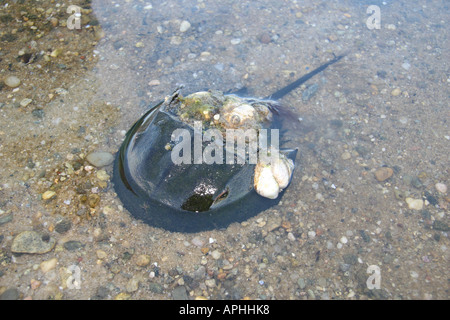 Crabe Horsehoe avec usurpation de la pantoufle de patelles sur le sable Banque D'Images