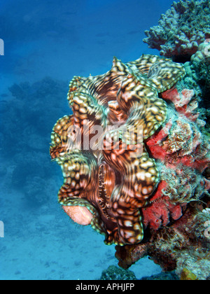 Agincourt Bénitiers Grande Barrière de corail du nord du Queensland en Australie Banque D'Images