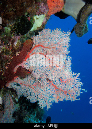 Agincourt reef coral ventilateur grande barrière de corail du nord du Queensland en Australie Banque D'Images