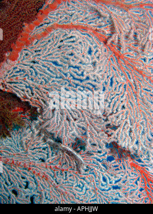 Agincourt reef coral ventilateur grande barrière de corail du nord du Queensland en Australie Banque D'Images