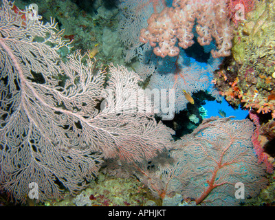 Agincourt reef coral ventilateur grande barrière de corail du nord du Queensland en Australie Banque D'Images