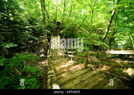 La demande du Parc National de Great Falls en Virginie. Vue grand angle de l'homme abandonné par les étapes du sentier dans les bois d'un parc. Banque D'Images