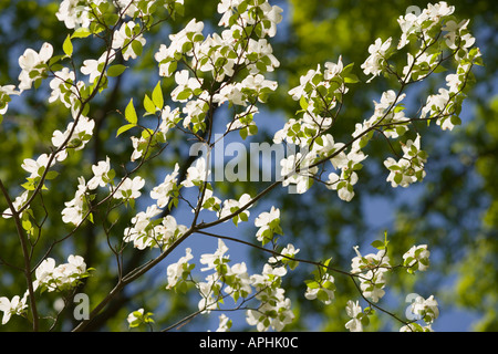 L'Arboretum de Washington DC white fleurs de cornouiller. Cornus florida Cornaceae. Banque D'Images