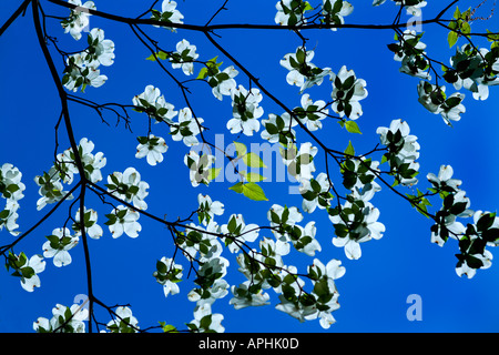 Cornouiller fleuri. Arboretum National de Washington DC. Fleur de cornouiller blanc contre un ciel bleu clair. Cornus florida. Banque D'Images