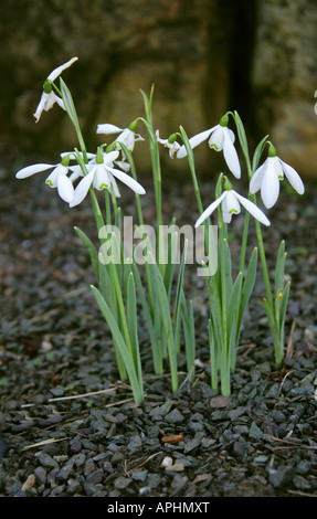 Snowdrops, Galanthus nivalis Milkwood, Amaryllidaceae Banque D'Images