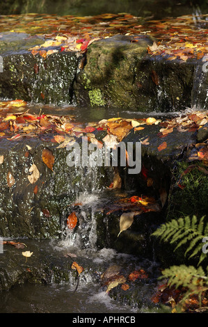 Stream et les feuilles à l'automne Surrey England Banque D'Images