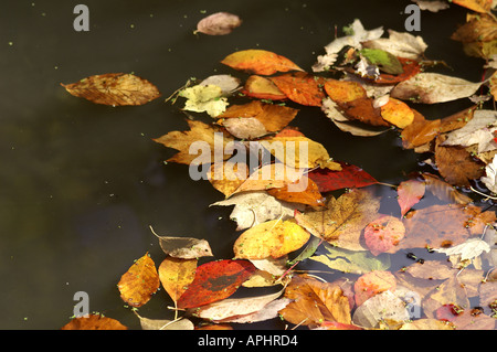 Feuilles dans l'étang en automne Surrey England Banque D'Images