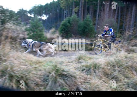 Un concurrent sur le rassemblement de chiens de traîneau démarre rapidement dans le cas snowless tenue à Aviemore dans les Highlands écossais chaque année. Banque D'Images