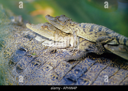 Morelet bébé crocodile Crocodylus moreletii du retour sur les mères, Belize Banque D'Images