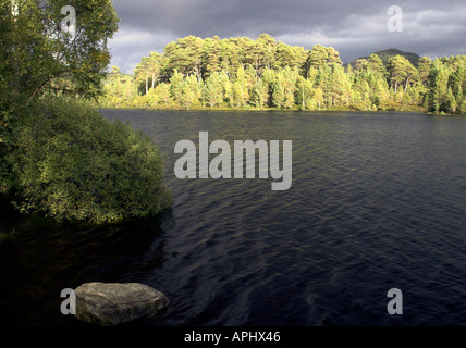 Une île d'arbres dans un lac dans les montagnes de l'Ecosse. Banque D'Images