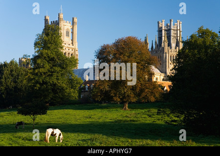 Cathédrale d'Ely 'poneys' dans l'enclos de pâturage dans la lumière tôt le matin en été soleil soleil Cambridgeshire East Anglia Banque D'Images