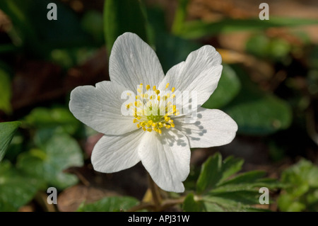 Anenome bois (Anemone nemorosa), seule fleur Banque D'Images