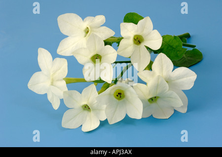 Le Tabac (Nicotiana ornemental x sanderae), fleurs, studio photo Banque D'Images