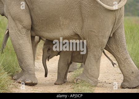 L'éléphant d'Asie l'Inde et les jeunes Parc national de Corbett Uttaranchal Inde Banque D'Images