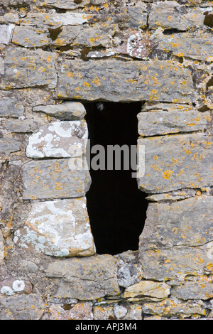 Windows en prieuré dépendances de ferme sur l'île de Caldey, Pembrokeshire Banque D'Images