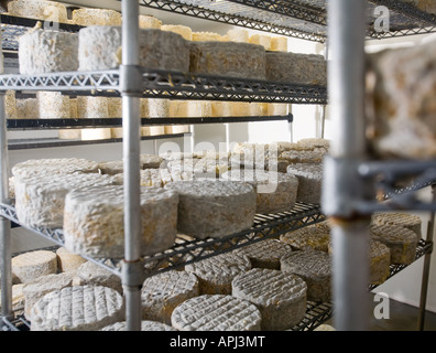 Maturation du fromage sur des étagères.C'est une veine bleue du fromage de Surrey Banque D'Images