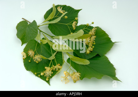 À larges feuilles tilleul (Tilia platiphyllos), feuilles et fleurs, studio photo Banque D'Images