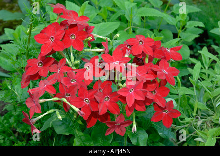 Le Tabac (Nicotiana ornemental x sanderae), la floraison Banque D'Images