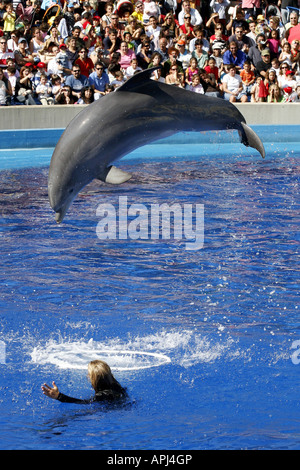 Spectacle de dauphins, le Zoo Aquarium, Madrid, Espagne Banque D'Images