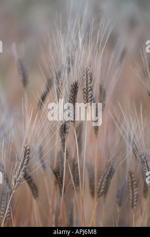 L'engrain Triticum monococcum noir famille Poaceae Banque D'Images