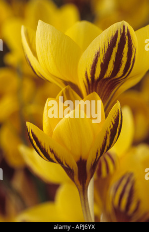 Crocus chrysanthus 'Gypsy Girl' Close up de jaune avec franges violettes, crocus fleurissent au printemps. Banque D'Images