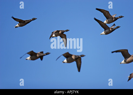 Goose Branta bernicla Ringelgans gans Banque D'Images