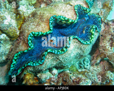 Siphon sortie Bénitier Agincourt Reef Grande Barrière de corail du nord du Queensland en Australie Banque D'Images