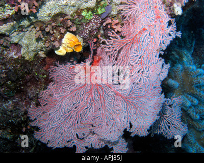 Agincourt reef coral ventilateur grande barrière de corail du nord du Queensland en Australie Banque D'Images