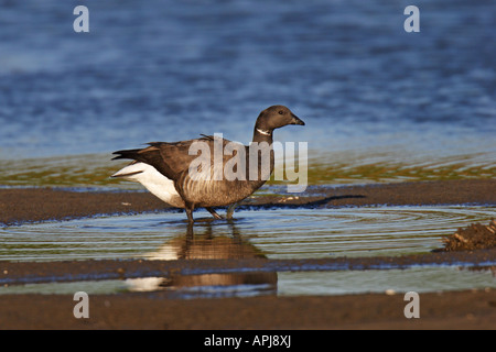 Goose Branta bernicla Ringelgans gans Banque D'Images