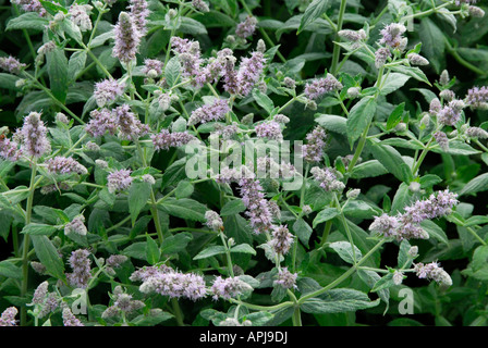 Menthe Menthe cheval biblique (Mentha longifolia) Banque D'Images