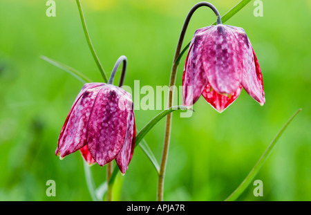 Fritillaries tête du serpent, Fritillaria meleagris, prises en Amérique du pré, Cricklade, Wiltshire, England, UK Banque D'Images