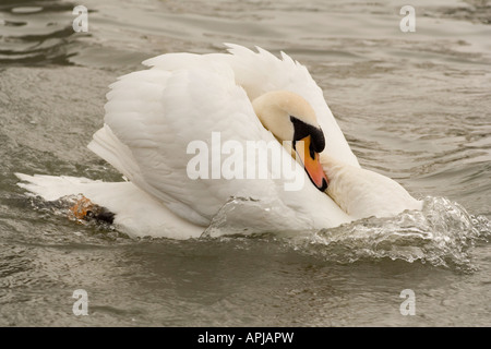 Swan affichage Banque D'Images