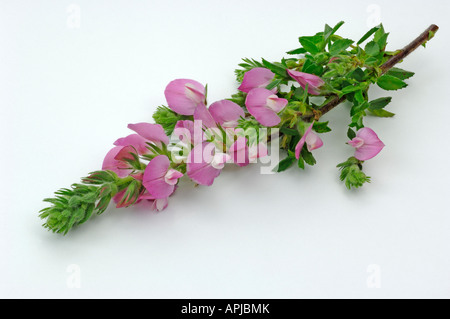 (Ononis spinosa Restharrow épineuse), la floraison des rameaux, studio photo Banque D'Images