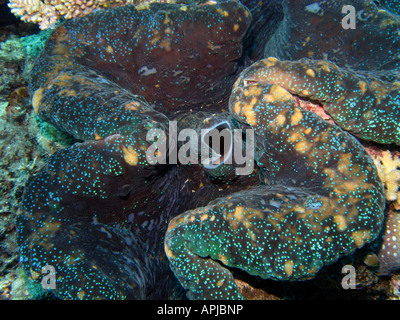 Siphon sortie Bénitier Agincourt Reef Grande Barrière de corail du nord du Queensland en Australie Banque D'Images