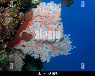 Agincourt reef coral ventilateur grande barrière de corail du nord du Queensland en Australie Banque D'Images