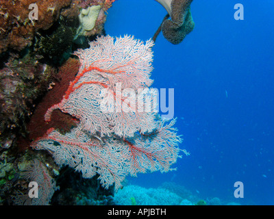 Agincourt reef coral ventilateur grande barrière de corail du nord du Queensland en Australie Banque D'Images