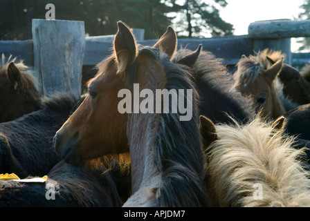 Le rapport annuel "Nouvelle Forêt" vente aux enchères d'automne poney "Beaulieu Road Hampshire Lyndhurst" 2006, 2000s, HOMER SYKES Banque D'Images