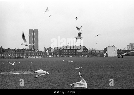 Seagulls à la recherche de nourriture, urbain Whitechapel est de Londres Angleterre 1975. ANNÉES 1970 ROYAUME-UNI HOMER SYKES Banque D'Images