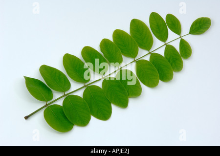 Locust Tree commun Robinia Acacia (Robinia pseudoacacia) feuille Banque D'Images