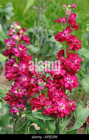 Brompton Stock Stock Stock Stock dix semaines Hoary (Matthiola incana) Banque D'Images