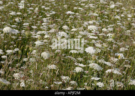 La carotte sauvage (Daucus carota), stand de floraison Banque D'Images