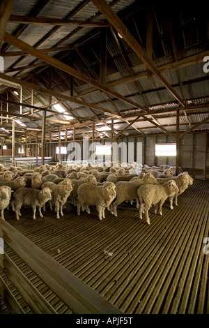 Troupeau de moutons se sont réunis à la laine. Banque D'Images