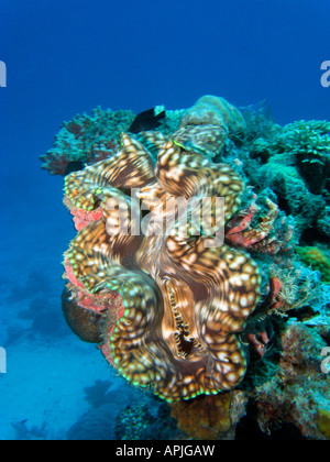 Agincourt Bénitiers Grande Barrière de corail du nord du Queensland en Australie Banque D'Images