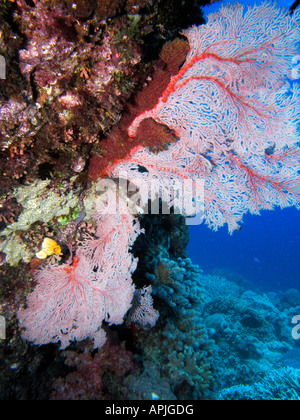 Agincourt reef coral ventilateur grande barrière de corail du nord du Queensland en Australie Banque D'Images