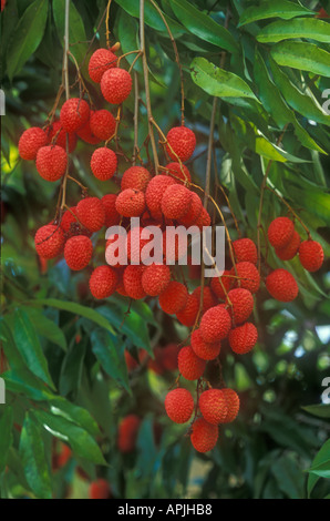 Fruits litchi Maroantsetra Madagascar Banque D'Images