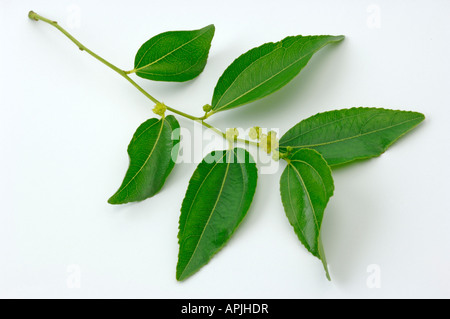 Huennap Jujube Date Rouge Date (ziziphus jujuba chinois Ziziphus zizyphus) rameau en fleurs photo studio Banque D'Images