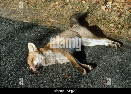 Animaux mort sur la route décédés dans l'accident de la rue accidentellement accidentel animal animaux Purge purge sanglante sang blut bl Banque D'Images