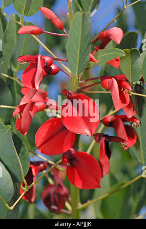 Coral Tree Cockspur Ceibo Erythrina crista galli rameau en fleurs Banque D'Images