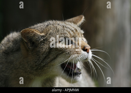 Tête de Chat Sauvage écossais Banque D'Images